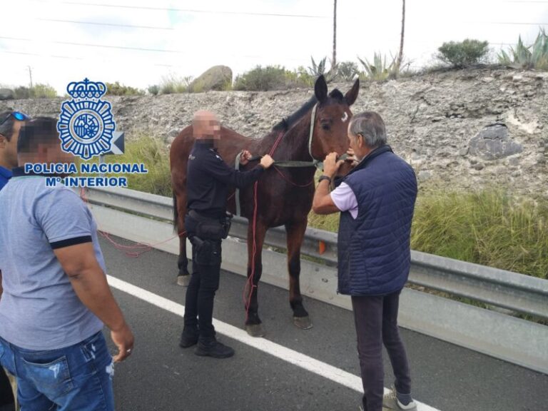 Un caballo sin jinete por Tafira (Gran Canaria)