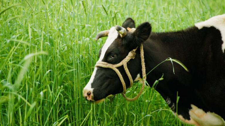 Canarias repartirá 7 millones de euros entre los ganaderos afectados por la guerra en Ucrania