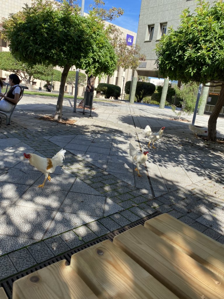 Las gallinas toman la Universidad de La Laguna 
