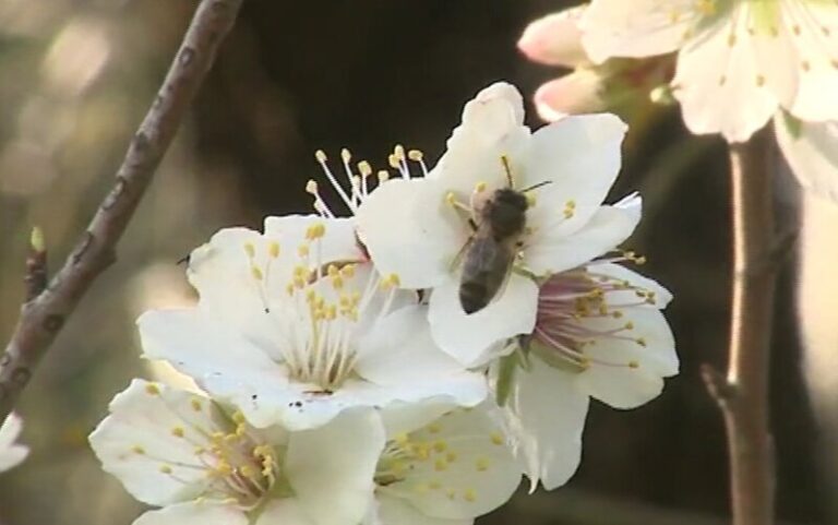 La Fiesta del Almendro en Flor cumple 50 años en Valsequillo, Gran Canaria
