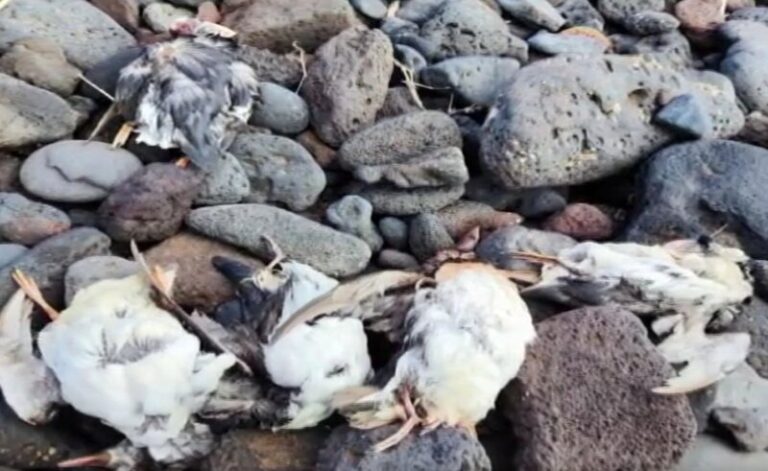 La ULPGC señala la inanición como la principal causa de muerte de los frailecillos atlánticos