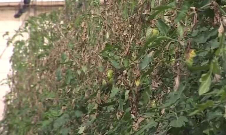 Una nueva plaga afecta a los cultivos en La Aldea de San Nicolás, en Gran Canaria