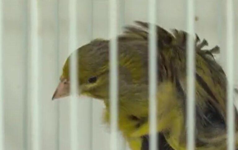 Paco Castilla, Campeón del Mundo de Ornitología