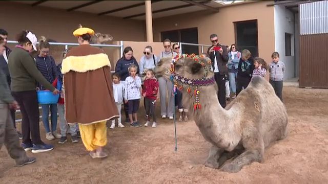 Camellos reales para una de las noches más especiales del año