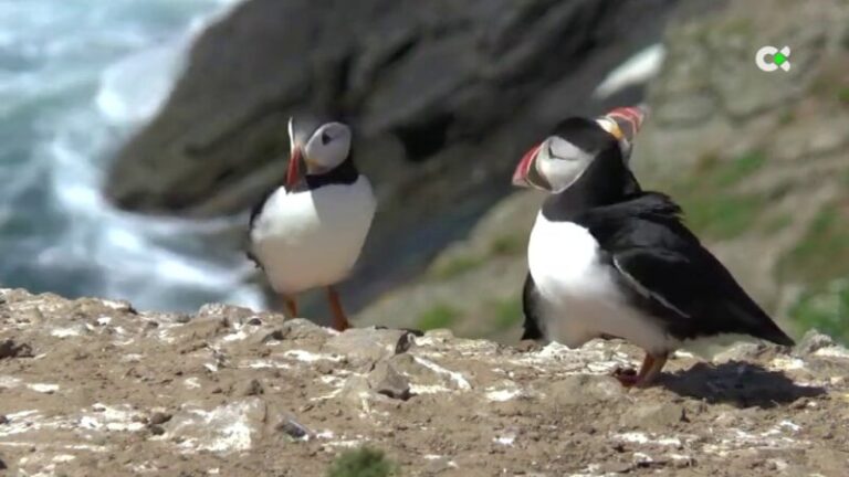 La ULPGC investiga la causa de la llegada de frailecillos atlánticos a las costas canarias