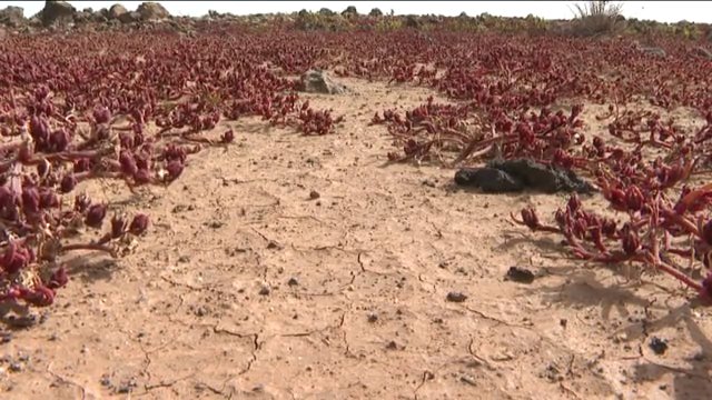Se realiza un análisis del impacto ambiental que podría crear el Dreamland en Fuerteventura