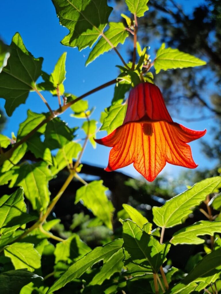 María Belén Hernández gana el concurso de fotografía 'La Flor del Bicácaro'