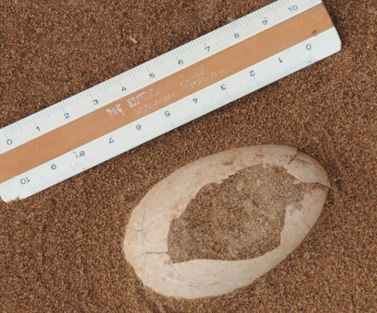 Hallan en Lobos dos huevos fósiles de pardela de 2.000 años de antigüedad