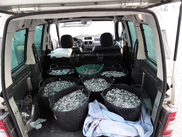 Interceptados 200 kilos de longorón inmaduro en el puerto de Arguineguín