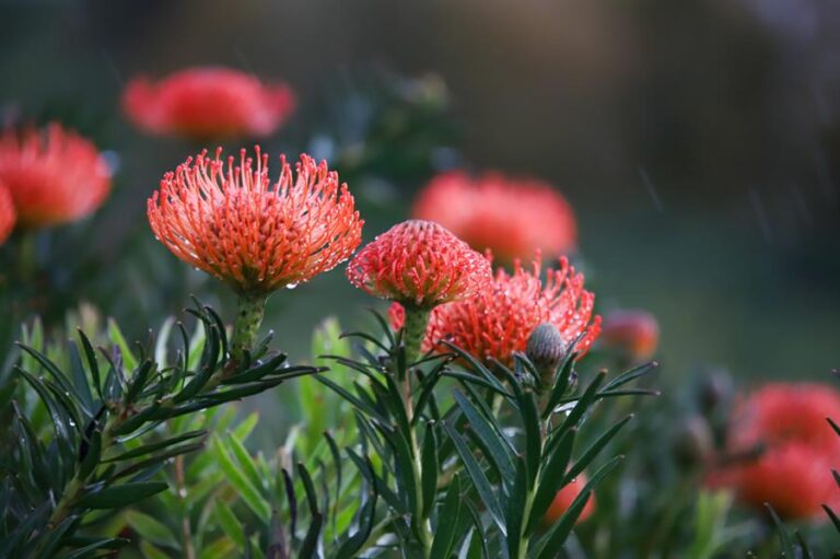 Los gases volcánicos merman la producción de próteas en La Palma