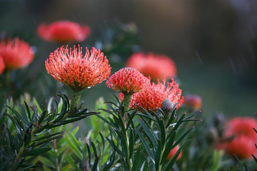 Los gases volcánicos merman la producción de próteas en La Palma