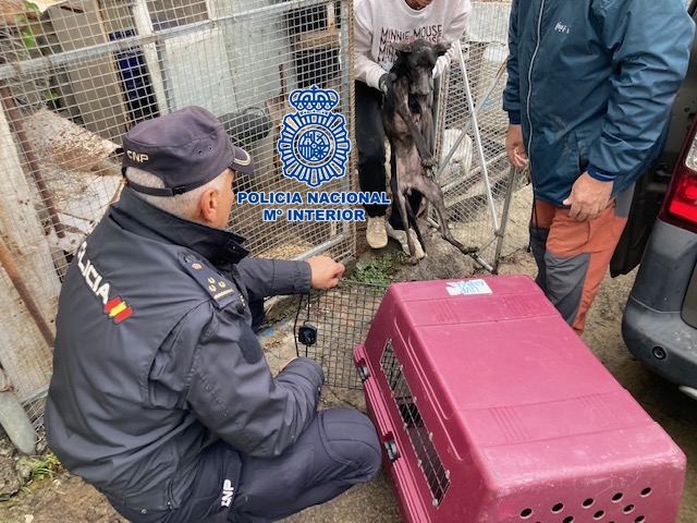 Rescatan a cuatro perros en grave estado de maltrato en Santa Cruz de La Palma