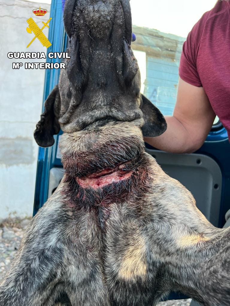 La Guardia Civil detiene a dos personas por un presunto delito continuado de maltrato y abandono animal en Gran Canaria