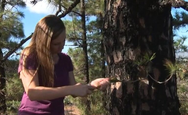 Los animales y las plantas afectadas por el volcán de La Palma recuperan su territorio