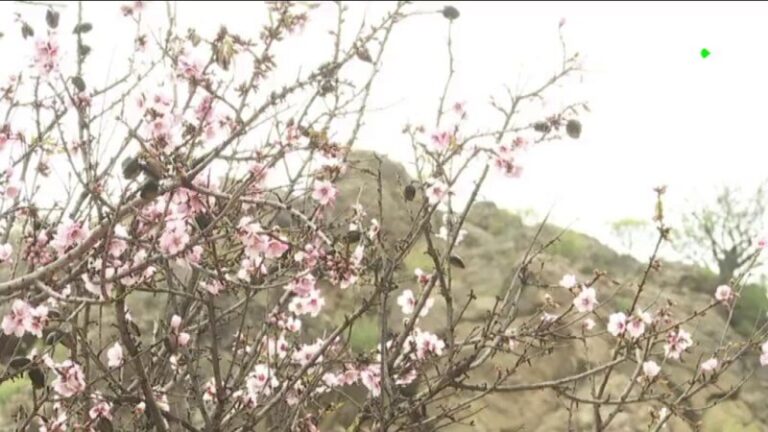 Tejeda celebra su Fiesta del Almendro en Flor