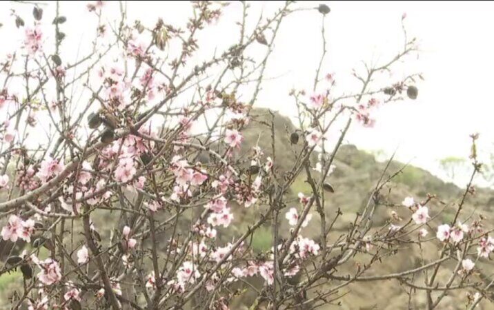 Tejeda celebra su Fiesta del Almendro en Flor