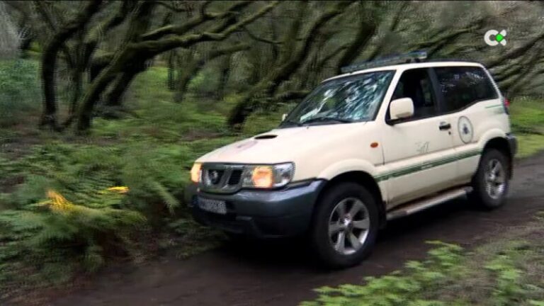 Agentes forestales en La Gomera impiden el ‘Tarzan Movement’ en el Garajonay