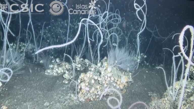 La campaña Vulcania analiza la evolución de la vida marina en el volcán Tagoro