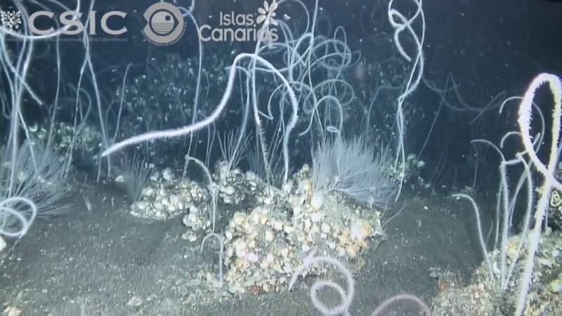 La campaña Vulcania analiza la vida marina en el volcán Tagoro