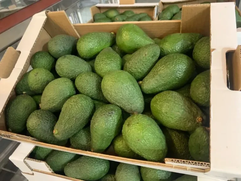 El aguacate sube su precio en Canarias