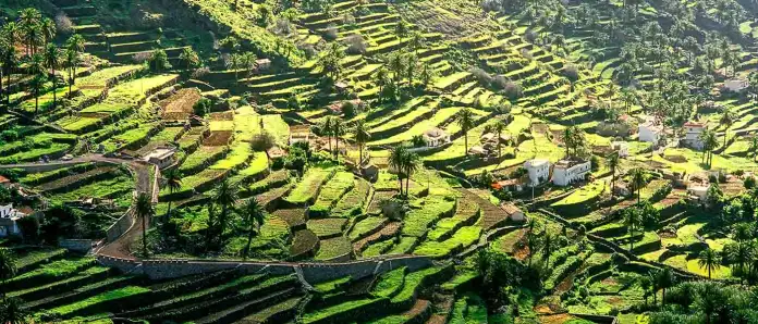 El programa de empleo verde del Cabildo de La Gomera ha generado cerca de 600 nuevos puestos de trabajo