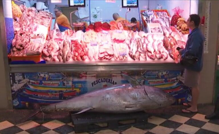 El atún rojo llega a los establecimientos de Canarias