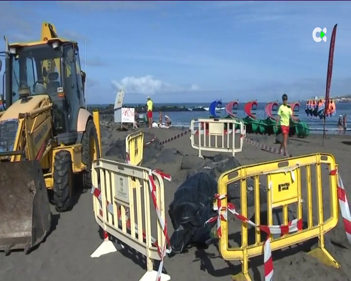Localizan a una ballena varada en una playa del sur de Tenerife