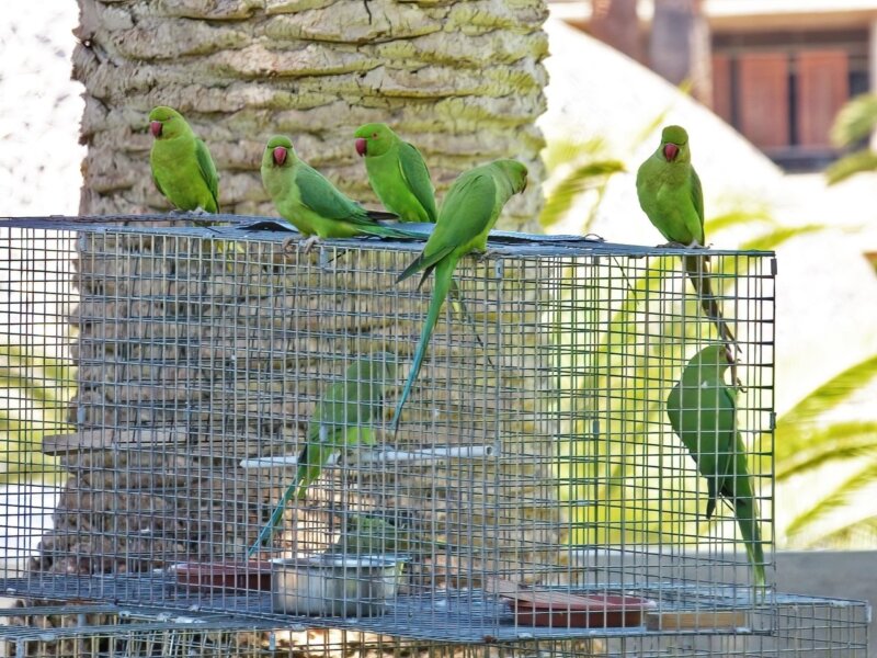 La Laguna inicia el control de la cotorra de Kramer, especie invasora