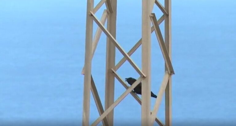 Los cuervos vuelven a recorrer los cielos de La Gomera