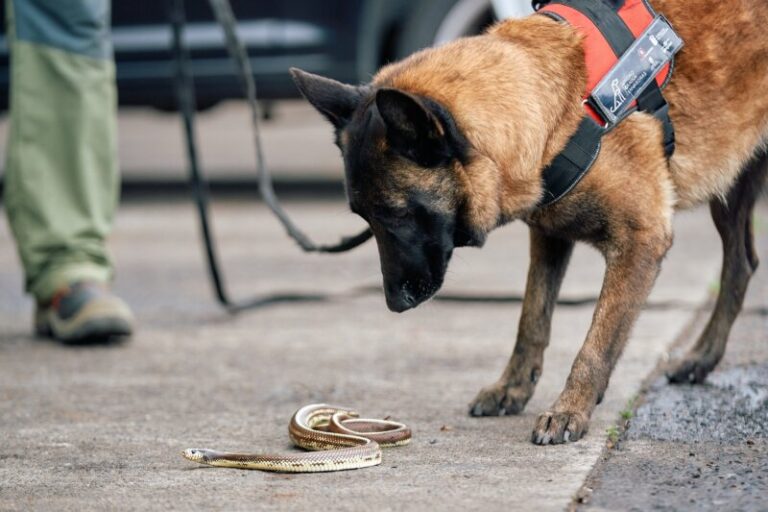 El proyecto ‘#stopculebrareal’ incorpora una unidad canina contra especies exóticas invasoras