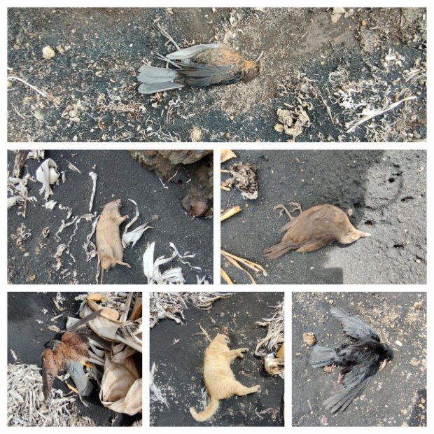 Se localizan animales muertos por gases en zonas afectadas por la erupción de La Palma