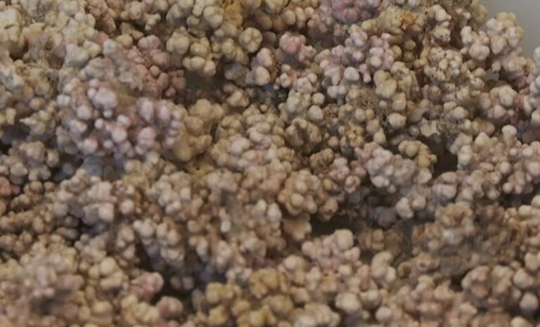 La ULPGC confirma la importancia de los rodolitos para los efectos del cambio climático