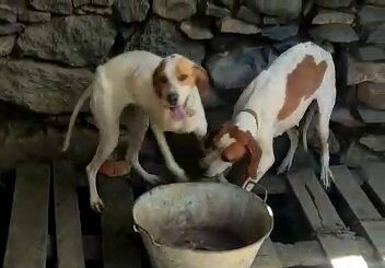 Rescatan a varios animales domésticos en malas condiciones en La Gomera