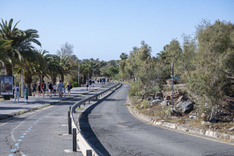 El Consorcio Turístico de Maspalomas impulsa la rehabilitación del palmeral y nuevas mejoras en el litoral sureño