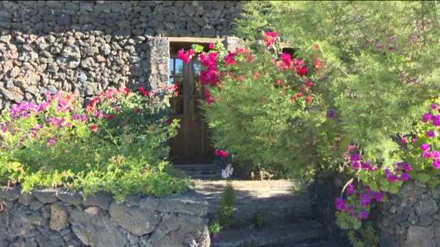 Roban un macetero con un aguacatero y en el interior se hallaban las cenizas de un ser querido