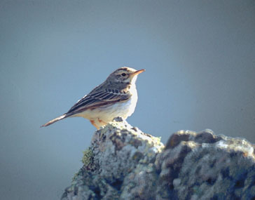 La Gomera realiza una taller en homenaje al mundo ornitológico