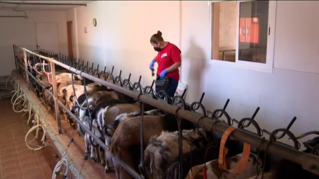 Un nuevo centro de cabra majorera abre sus puertas en Fuerteventura