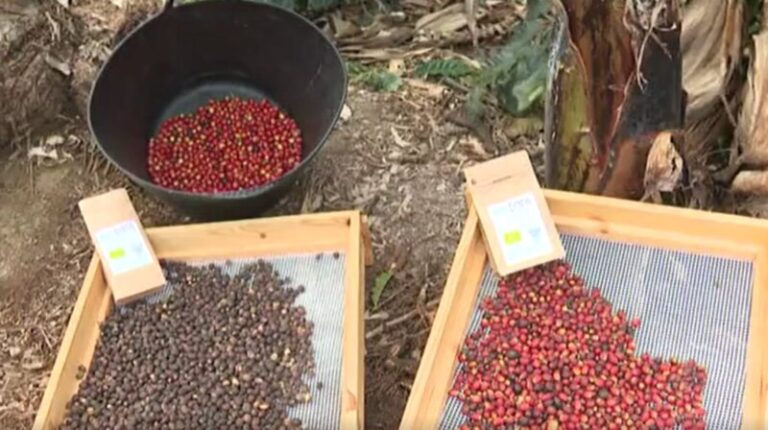 Cultivan un café exclusivo en La Palma