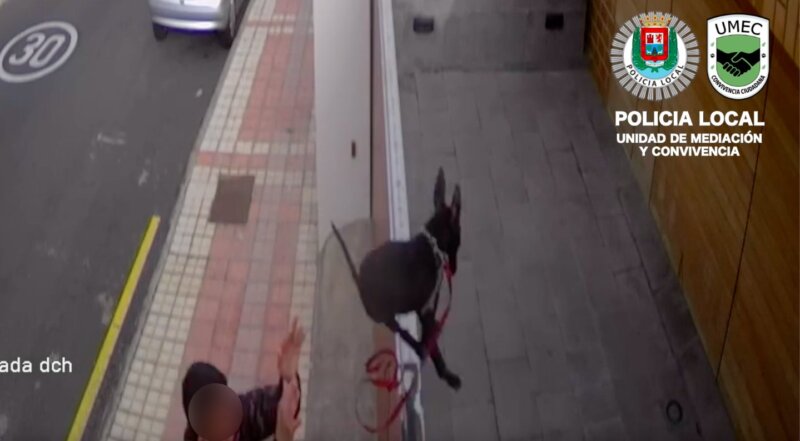 Fotograma de la cámara de vigilancia que captó el abandono de un cachorro Pit Bull Terrier en Las Palmas de Gran Canaria / Policía Local de Las Palmas de Gran Canaria