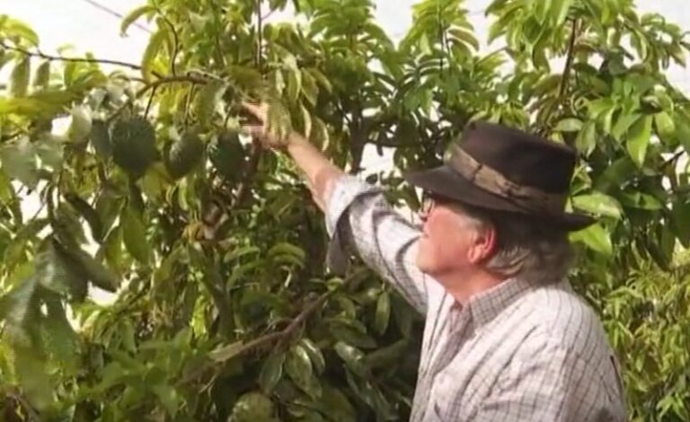 La guanábana, una aliada en los mercados de Canarias