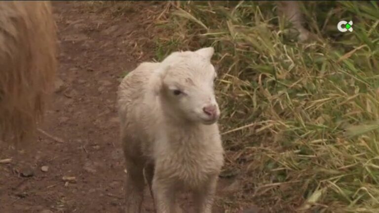 Las ovejas de raza palmera subsisten bajo ciertos problemas