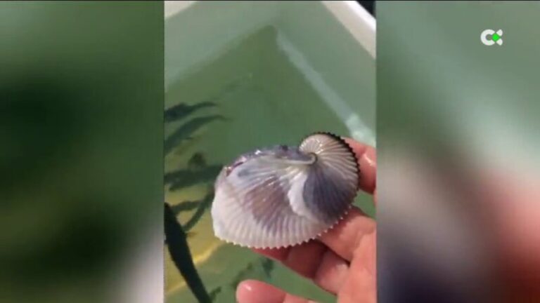 Pescan una especie poco común de cefalópodo en Gran Canaria