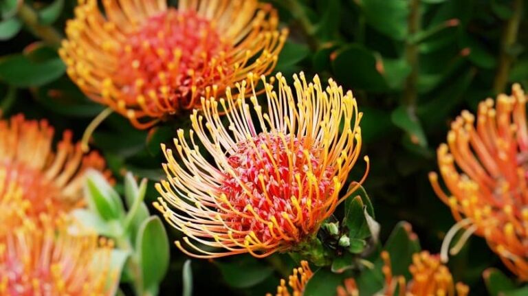 Los productores de proteas solicitan que se fomente el consumo local de esta planta en Gran Canaria