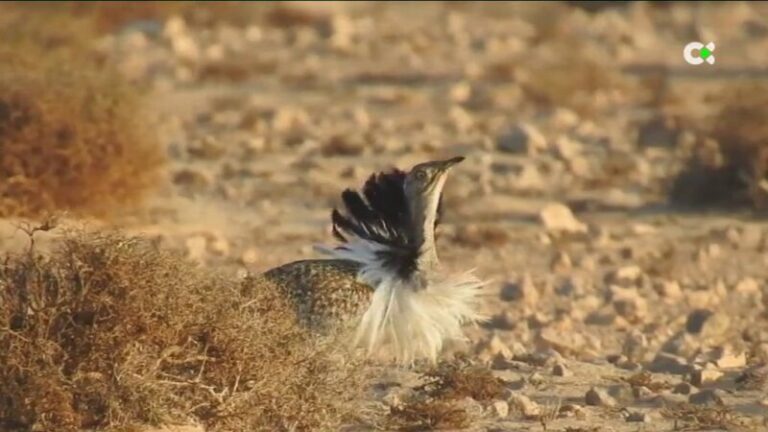 Un estudio describe por primera vez las características de la hubara canaria