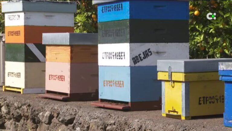Las cosechas de miel recuperan la normalidad en La Palma