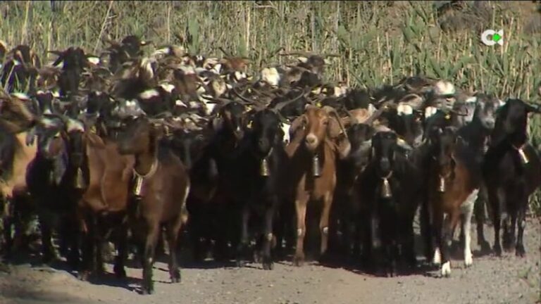 Técnicos de toda Canarias aprenden a prevenir incendios a través del pastoreo