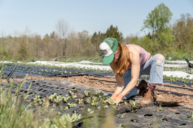 Más de un tercio de los trabajadores agrarios en Canarias son mujeres