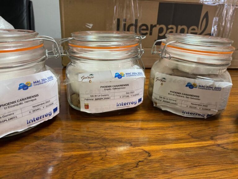 La Gomera cede semillas de palmera canaria a la UMH de Elche para su preservación