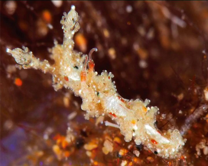 Localizan en aguas de Lanzarote una especie marina nunca vista