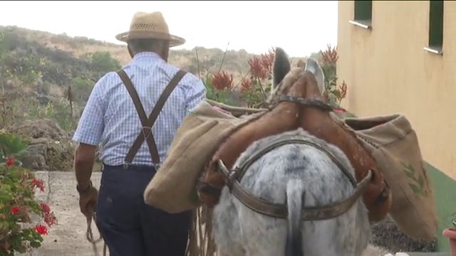 ‘Perico’ de los pocos de su especie que habita en la isla del meridiano